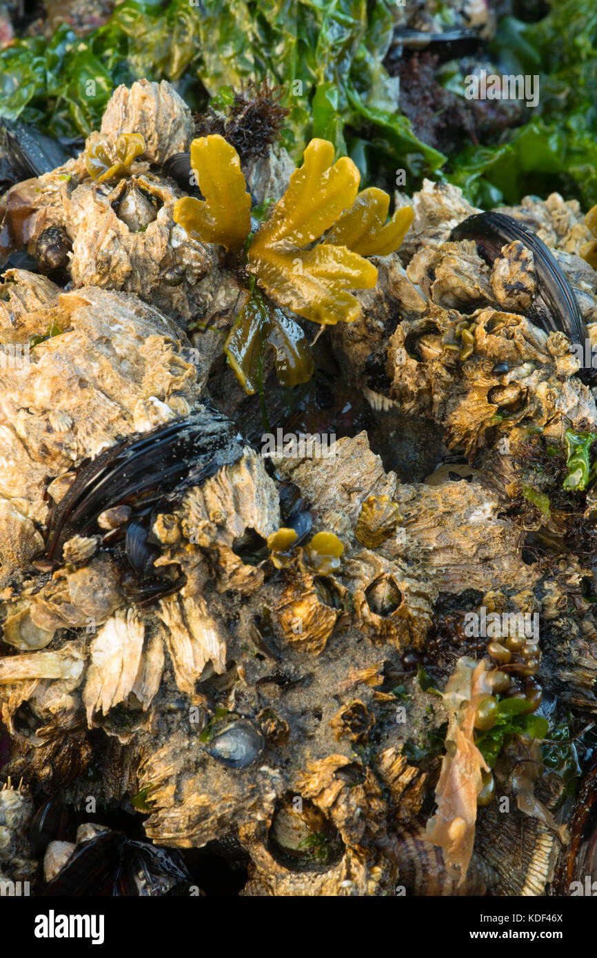 Les balanes et les moules avec l'ascophylle noueuse, Salt Creek Recreation Area, détroit de Juan de Fuca Scenic Byway, Clallam County, Washington Banque D'Images