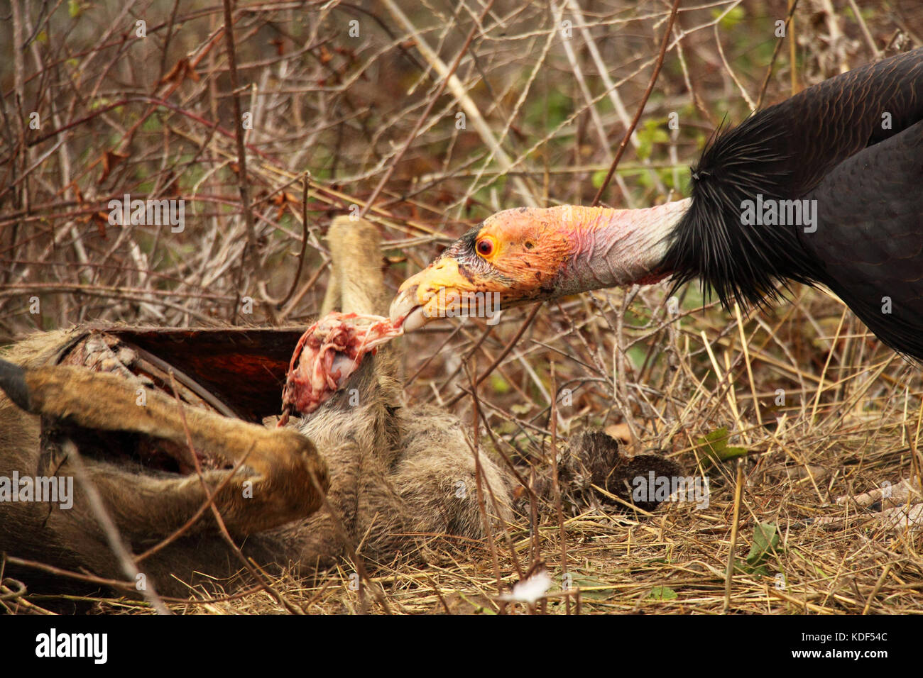 Un Condor de Californie tirant la viande d'un chevreuil mort le long de la côte de Californie. Banque D'Images
