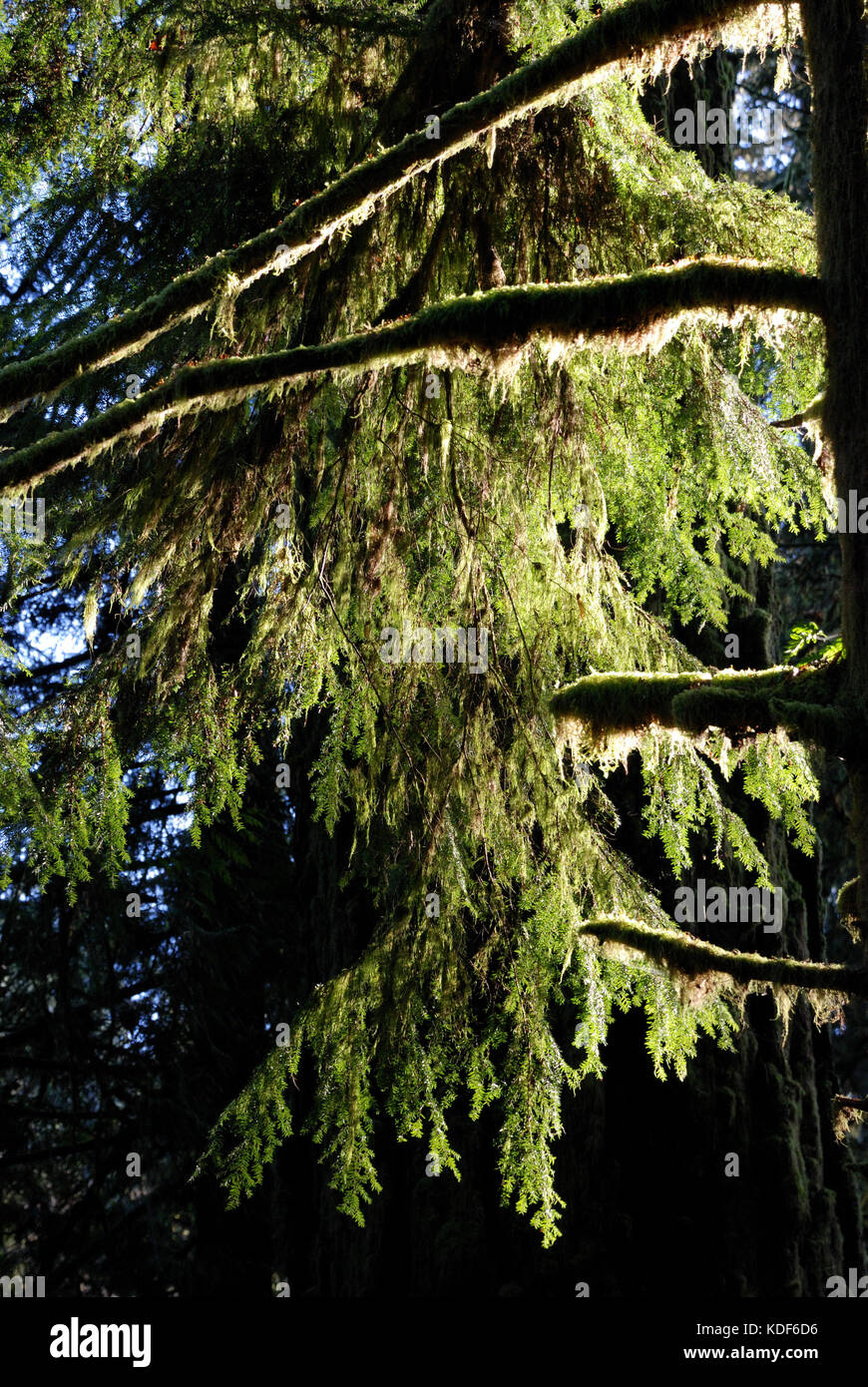 La lumière du soleil filtre à travers moss à Goldstream Park, près de Victoria (Colombie-Britannique) au Canada Banque D'Images