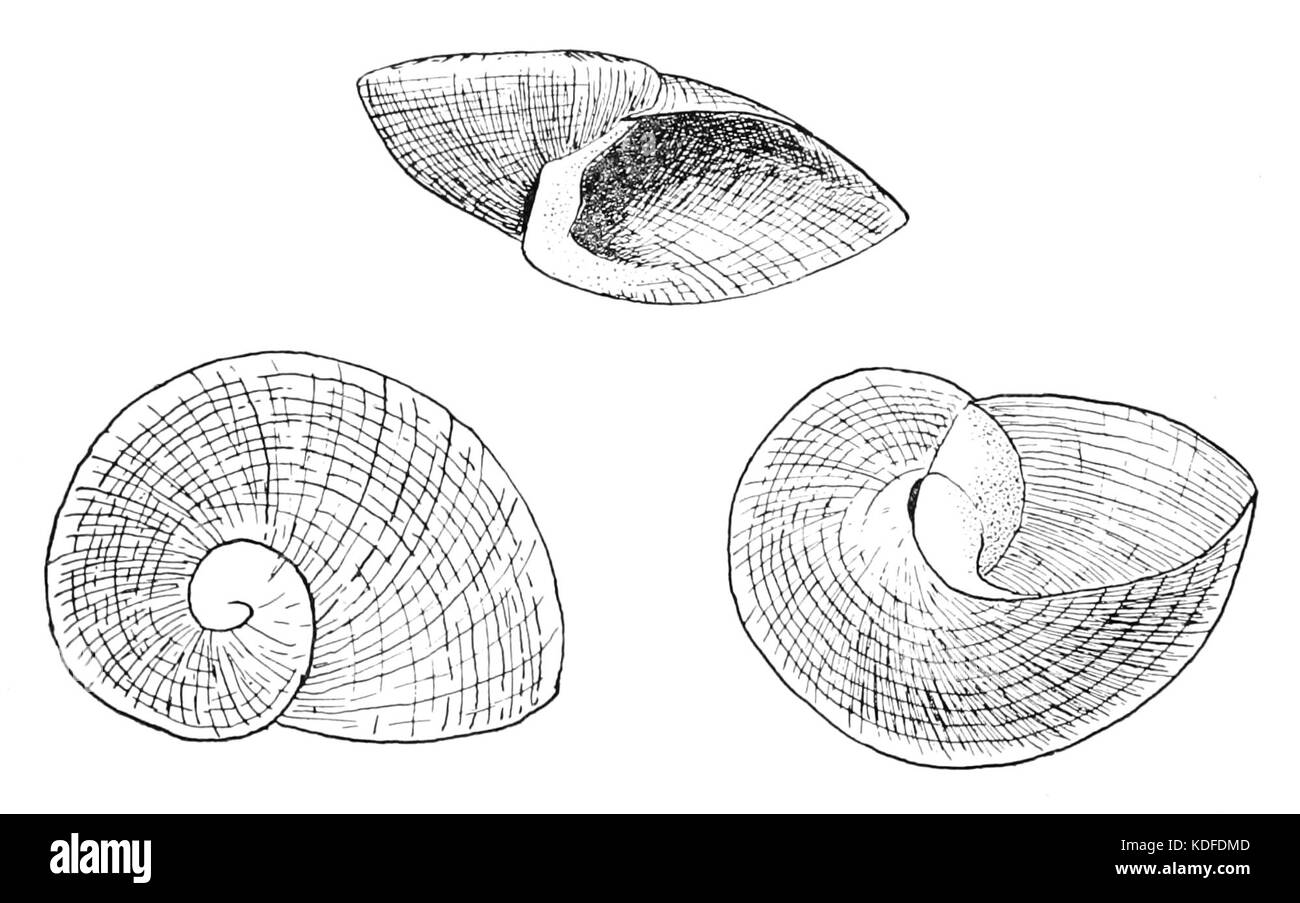 Gros plan d'une coquille de Neoplanorbis tantillus, une espèce d'escargot d'eau douce originaire d'Amérique du Nord. L'image montre la forme et la texture distinctives de la coquille, utiles pour l'identification et l'étude des mollusques. Banque D'Images