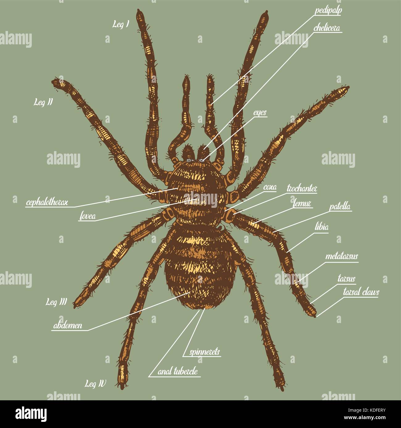 Illustration d