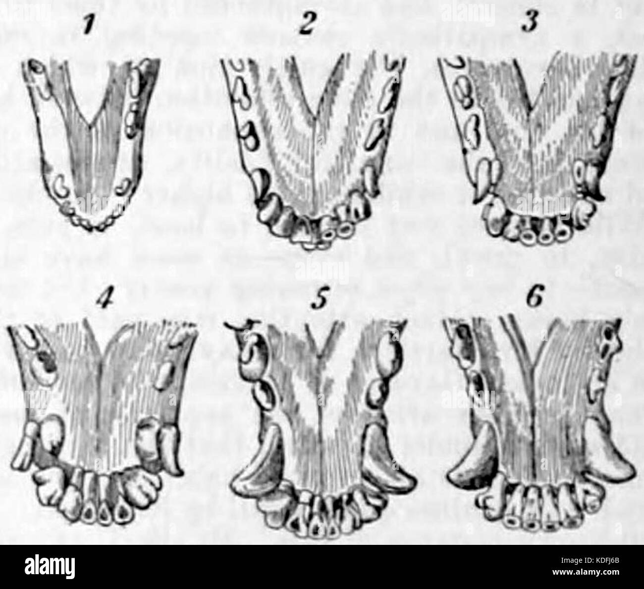 NIE 1905 Croissance des dents de chien Banque D'Images