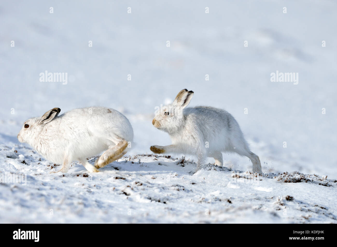 Lièvre variable (Lepus timidus) UK Banque D'Images