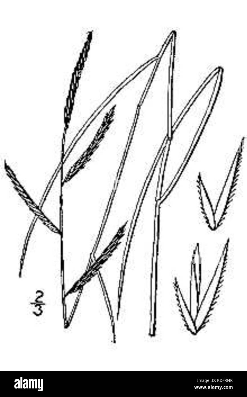 Spartina patens BB 1913 Banque D'Images