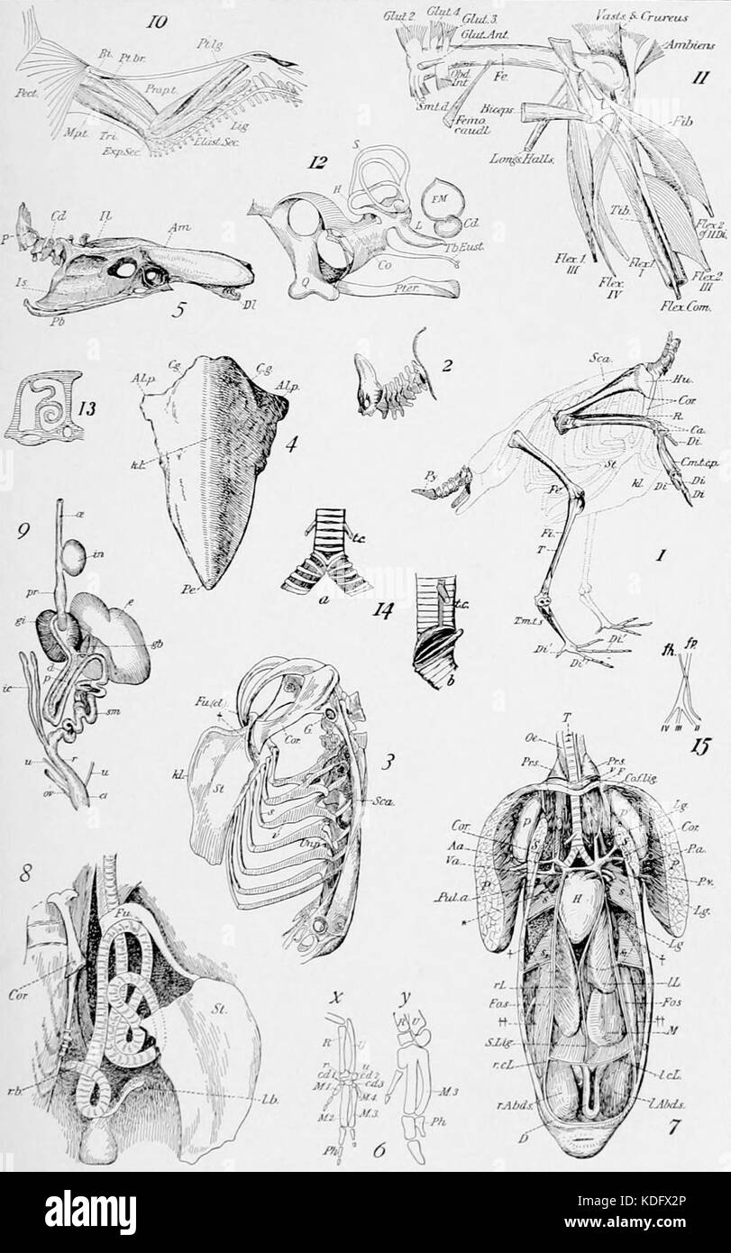 NIE 1905 anatomie des oiseaux Banque D'Images