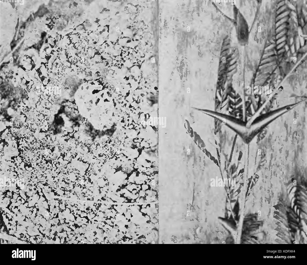 PSM V84 D301 coupe feuilles champignon fourmis ant nest épines et jardin Banque D'Images