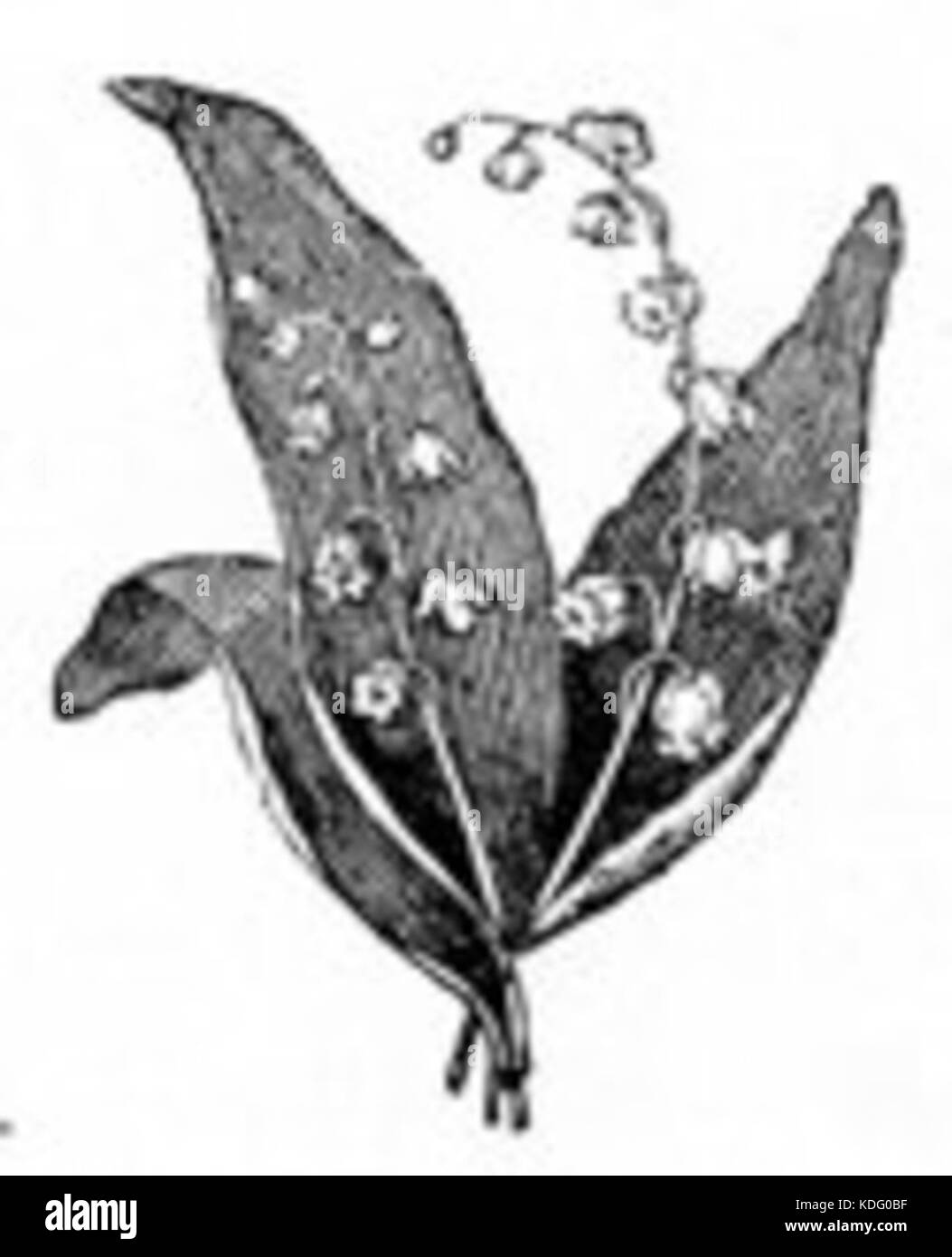 Lily of the Valley Banque D'Images