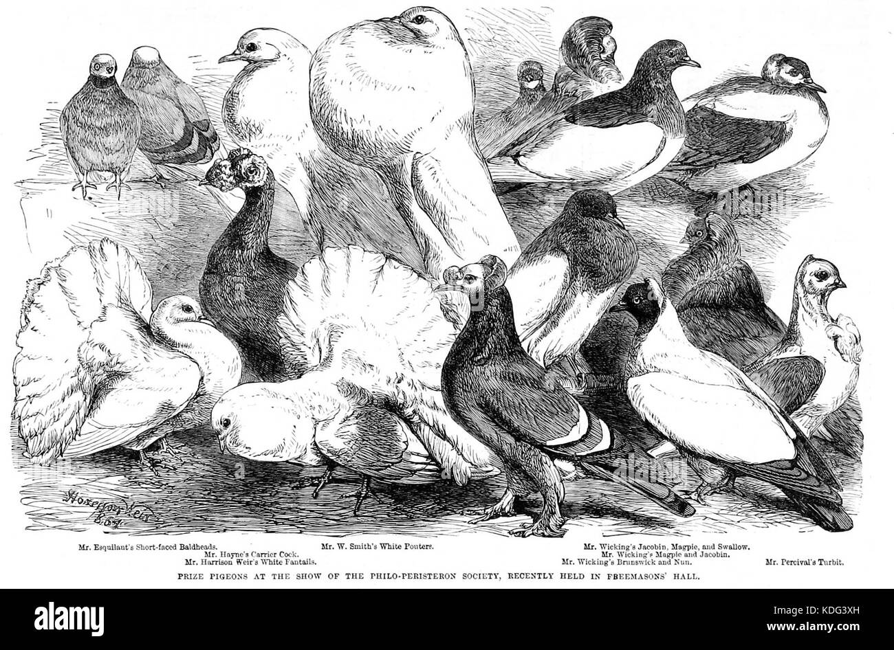 La Philoperisteron Society est une organisation historique dédiée à l'étude et à l'appréciation des pigeons, suscitant l'intérêt pour la biologie aviaire et l'élevage. Banque D'Images