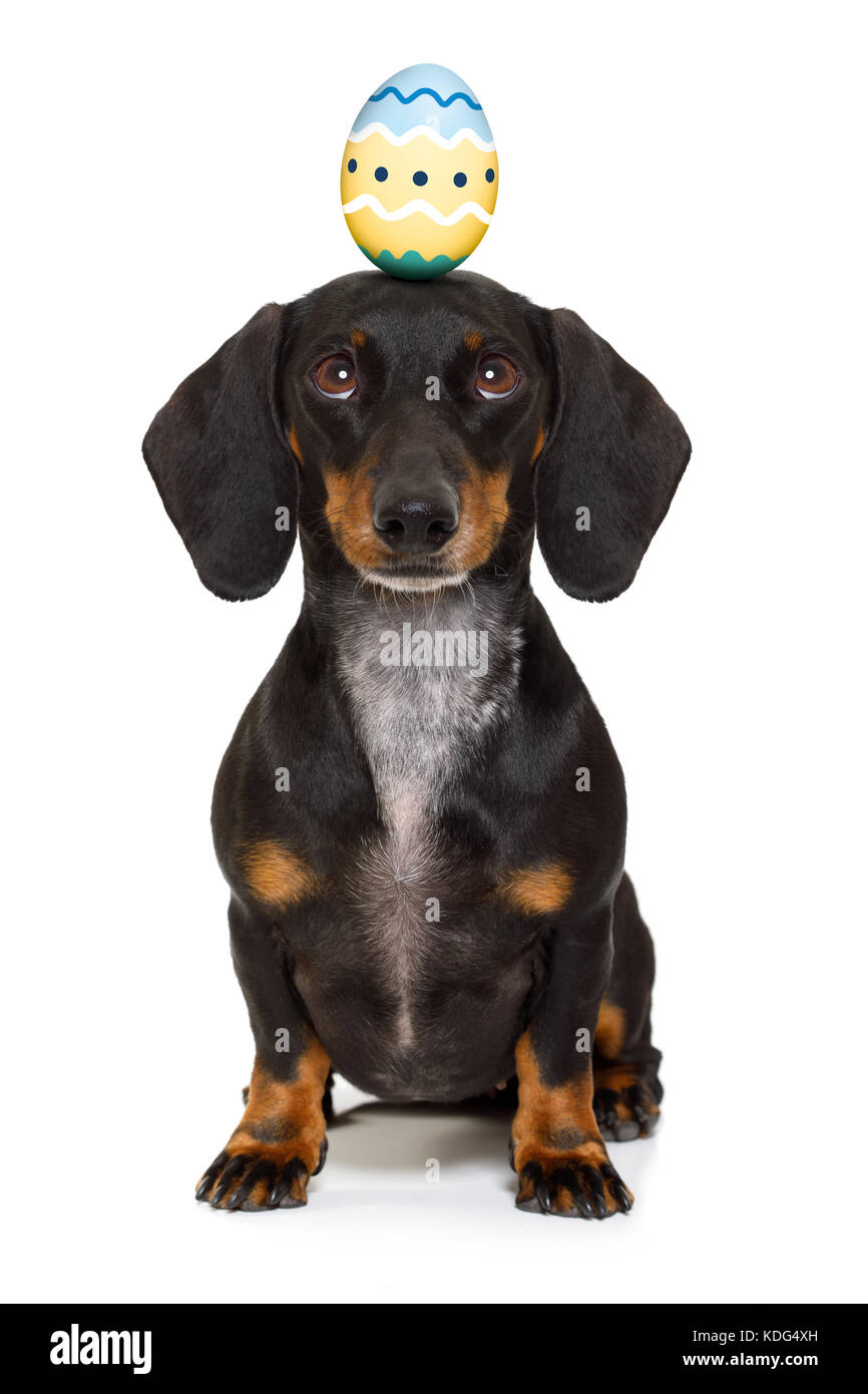 Teckel Rigolo Chien Saucisse De Lapin De Paques Avec Des œufs Sur La Tete Looking Up Isole Sur Fond Blanc Photo Stock Alamy
