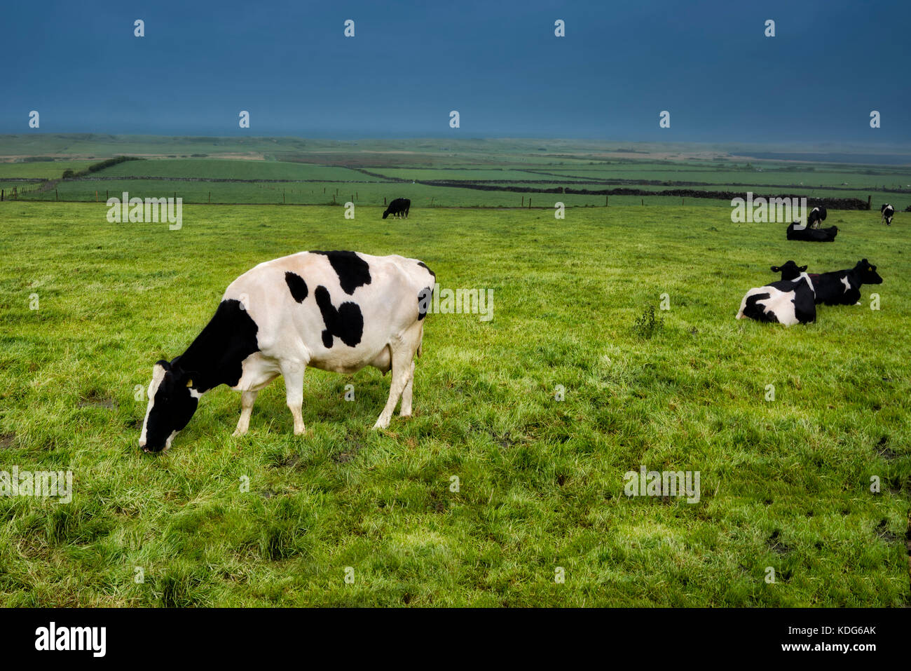 Vaches laitières frisonnes Holstein. Comté de Kerry, Irlande Banque D'Images