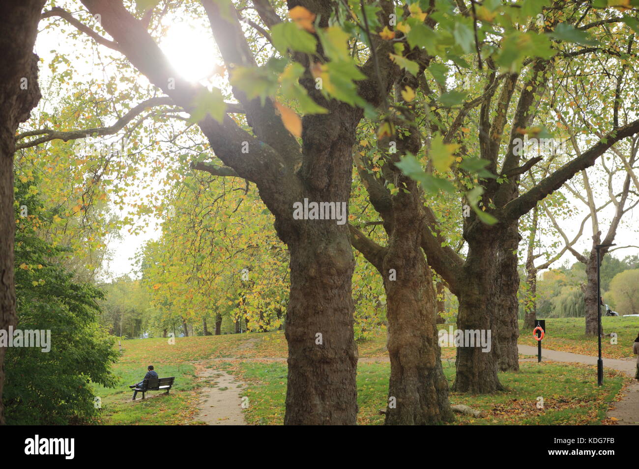 Hampstead Heath, arbres d'automne. Banque D'Images