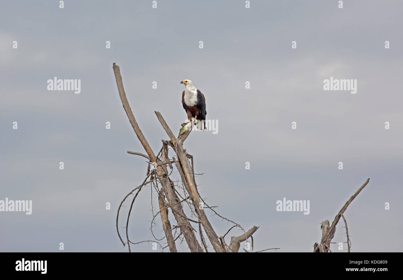 Aigle africain Haliaetus vocifer Lake Naivasha Kenya Banque D'Images