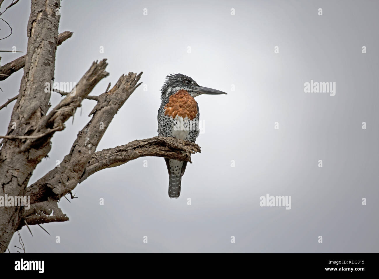 Giant kingfisher ceryle maximalake kenya naivasha Banque D'Images