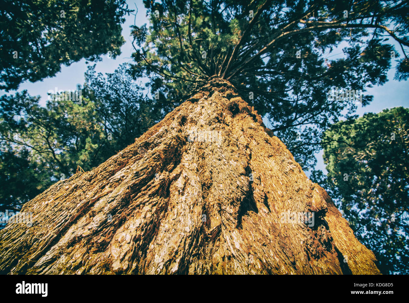 Le séquoia géant (Sequoiadendron giganteum séquoia géant, sierra, bois rouge, bois rouge, Sierra ou wellingtonia) est la seule espèce vivante du genre sequ Banque D'Images