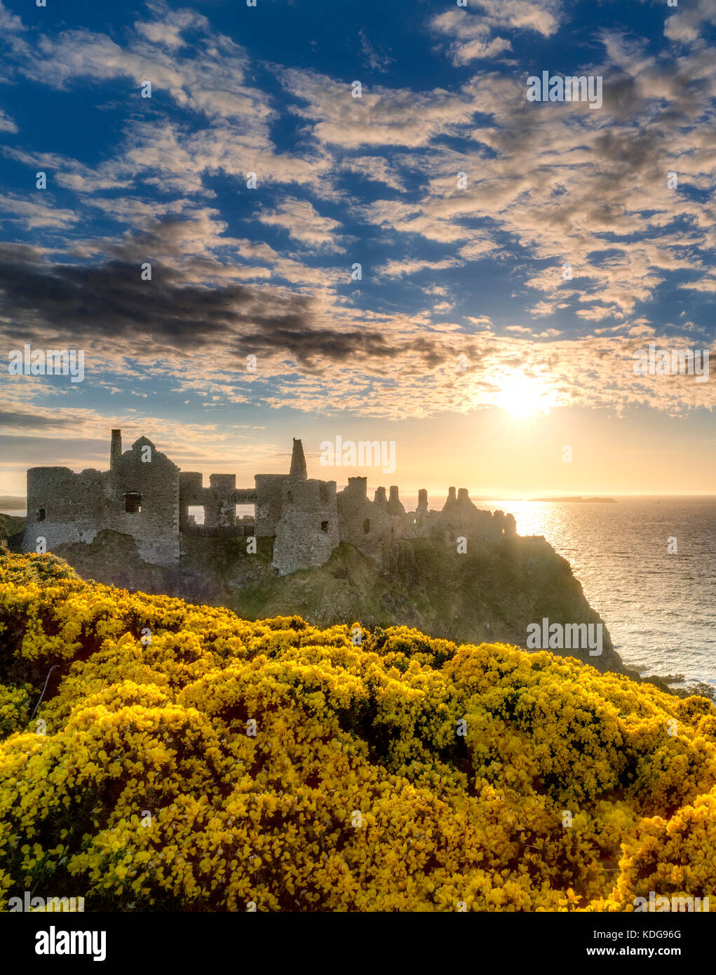 Le château de dunluce, au coucher du soleil de fleurs de l'ajonc. L'Irlande du Nord. Banque D'Images