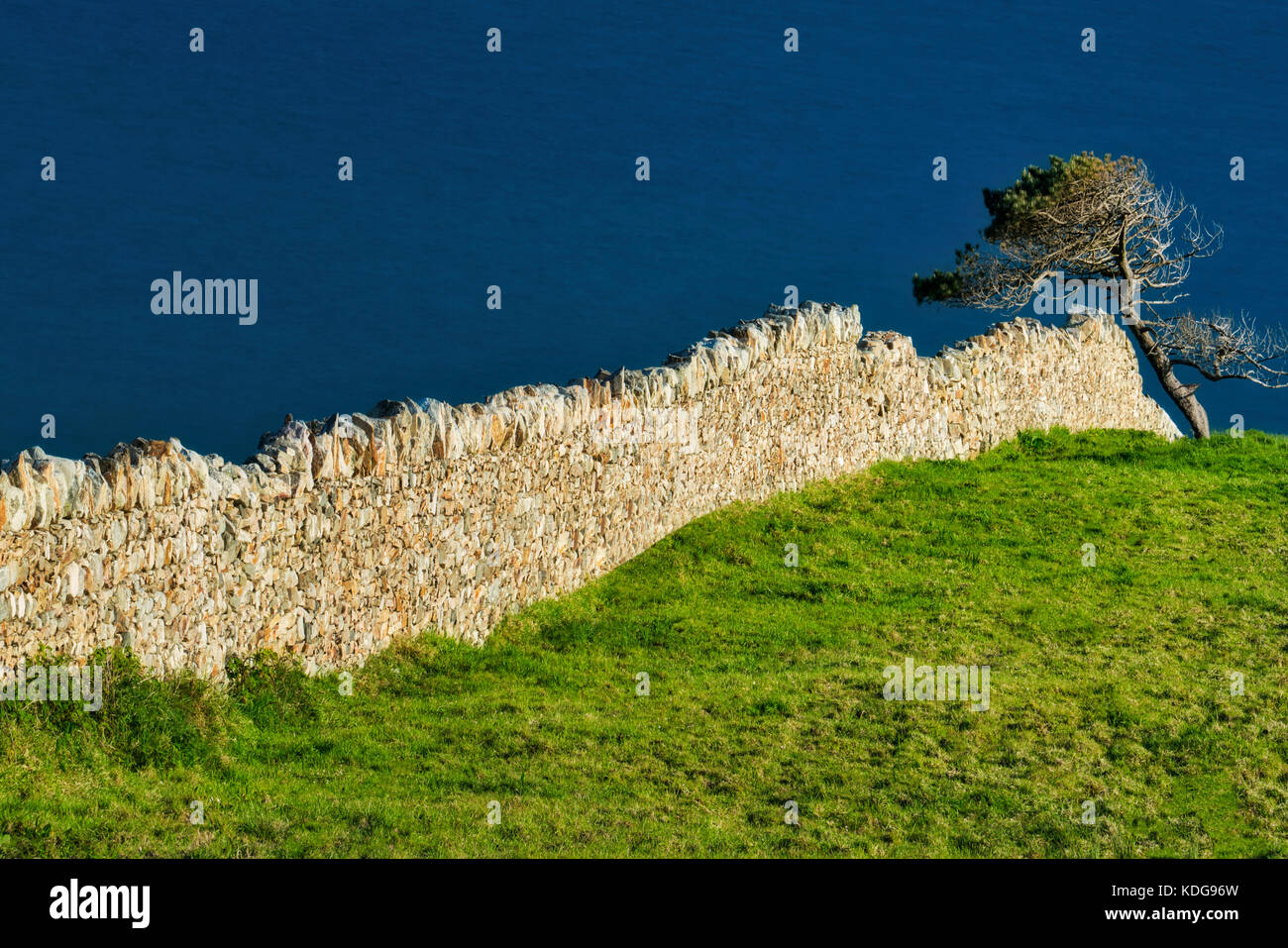 Rock fence et arbre. Comté de Galway, Clifden, Irlande Connemara. Banque D'Images
