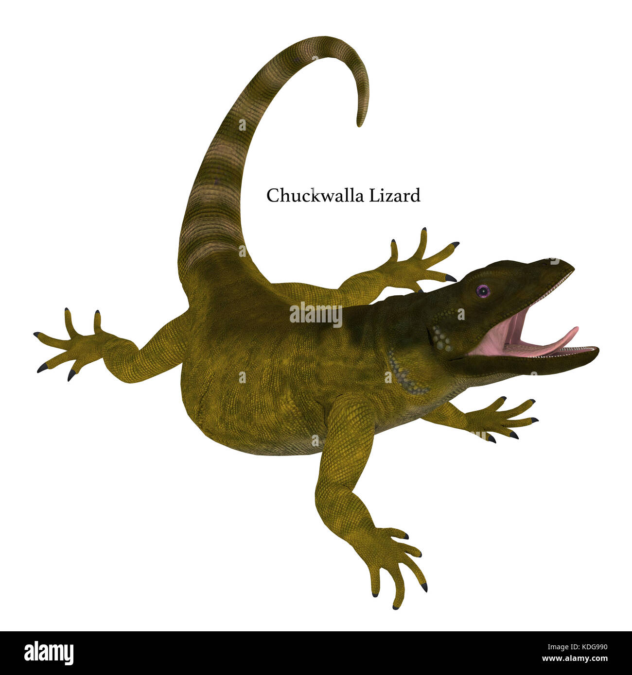 Le Chuckwalla est un gros lézard que l'on trouve surtout dans les régions arides du sud des États-Unis et du nord du Mexique. Banque D'Images
