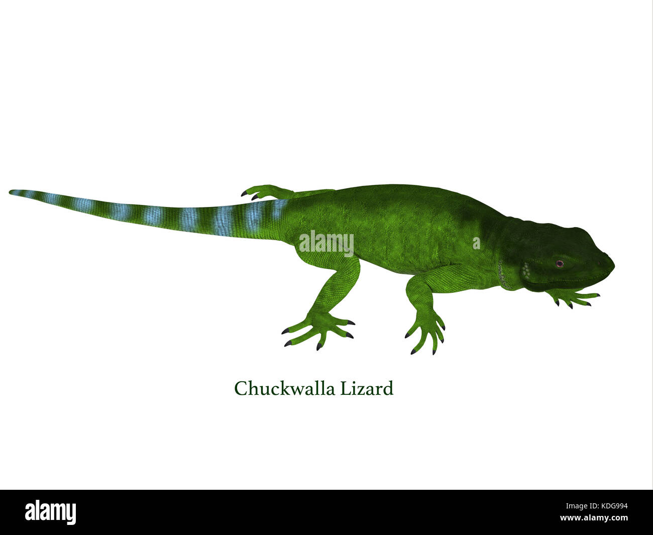 Le Chuckwalla est un gros lézard que l'on trouve surtout dans les régions arides du sud des États-Unis et du nord du Mexique. Banque D'Images