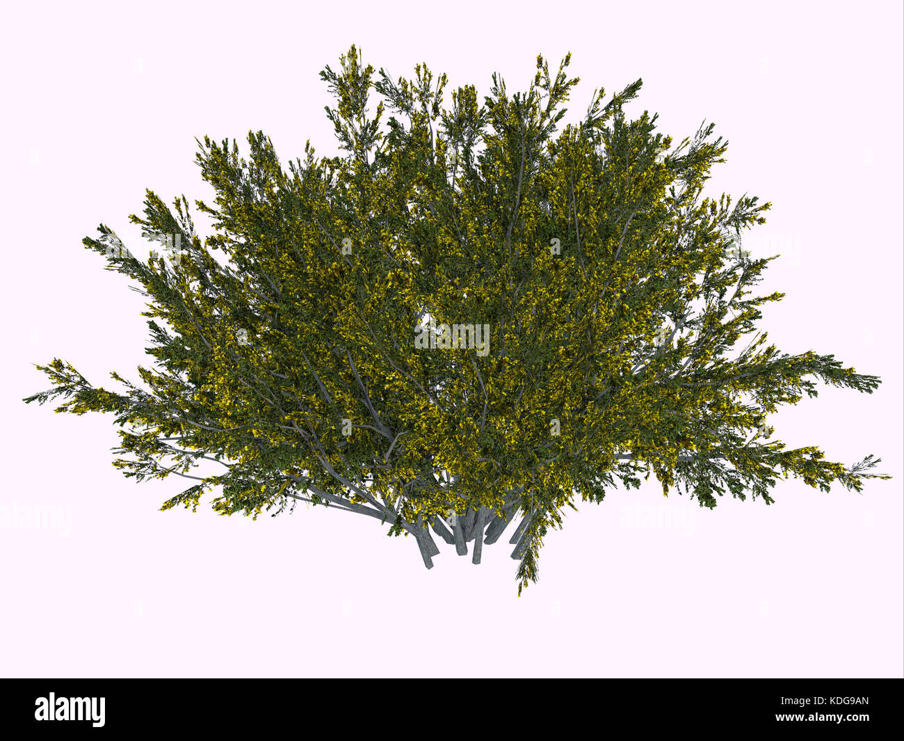 Le maquis est une plante désertique et survit au climat rude avec sa capacité à obtenir plus d'eau en inhibant la croissance des plantes environnantes. Banque D'Images