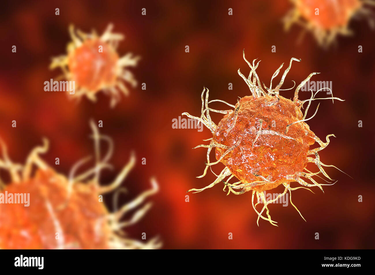 Illustration d'ordinateur, de cellules dendritiques. Une cellule dendritique est un type de globules blancs. C'est un antigène- présentation de la cellule (APC), qui présente d'antigènes les lymphocytes T, qui ne peut reconnaître les antigènes lorsqu'ils sont présentés par l'APC. Banque D'Images