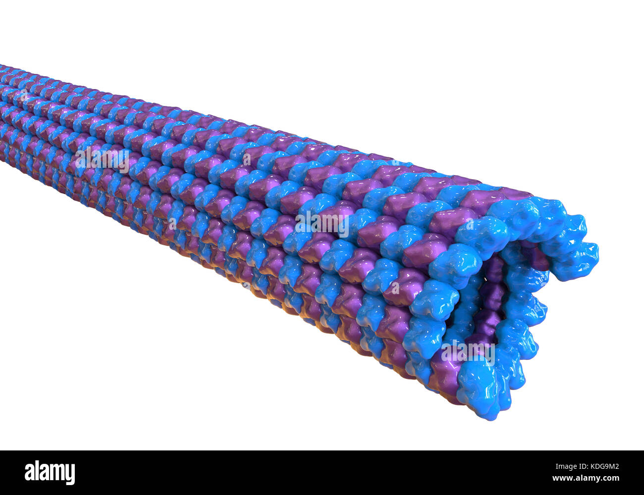 Les microtubules, ordinateur 3D illustration. Les microtubules sont des polymères de la protéine tubuline. Ils sont un composant du cytosquelette, qui maintient une forme de la cellule, permet une certaine mobilité cellulaire et est impliqué dans le transport intracellulaire. Les polymères tubulaire de la tubuline peut croître tant 50 micromètres et sont très dynamiques. Dans la maladie d'alzheimer, le transport des protéines tau-(appartenant au site protéines) la stabilisation de la microtubules est perturbé et phosphate-groupes permet d'attacher à la protéine tau-, déstabilisant l'microtubuli de cerveau les axones. Cela conduit à l'agglutination de la Banque D'Images