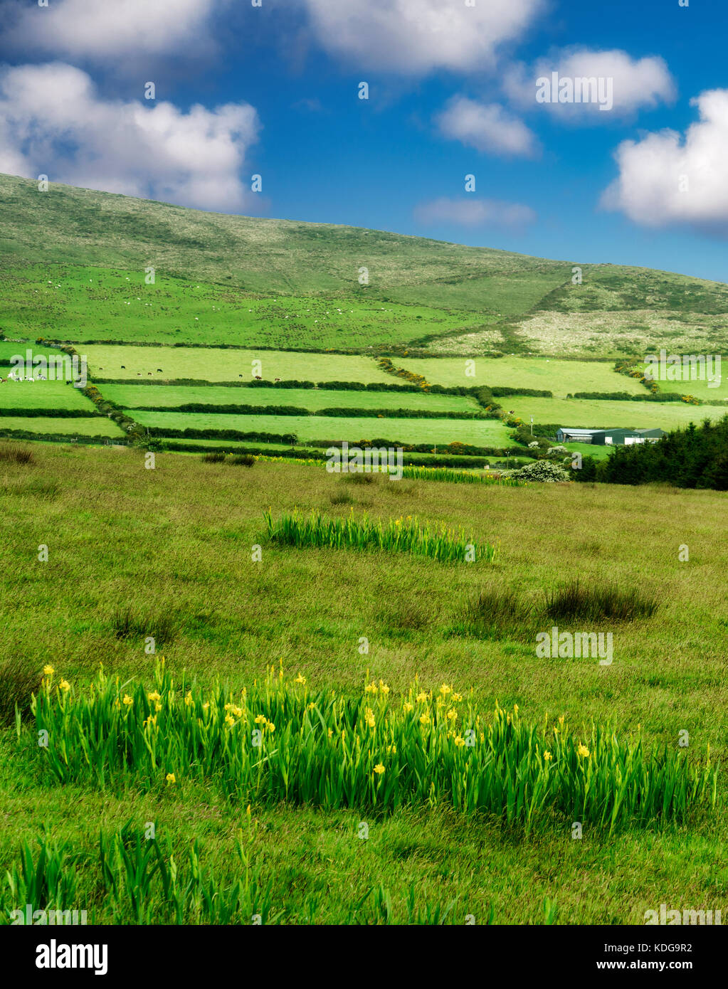 Iris sauvages dans les pâturages sur slea head drive. Le comté de Kerry, Irlande Banque D'Images