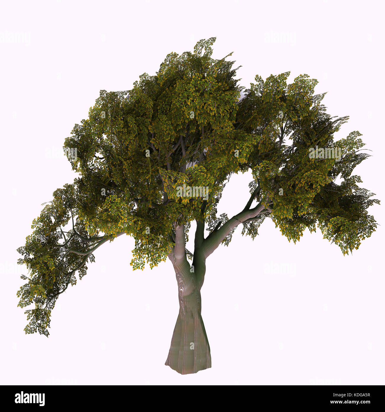English - Oak Tree l'arbre de chêne vient dans 600 différentes espèces comme une variété à feuilles caduques ou persistantes et développe un gland fruit l'écrou. Banque D'Images