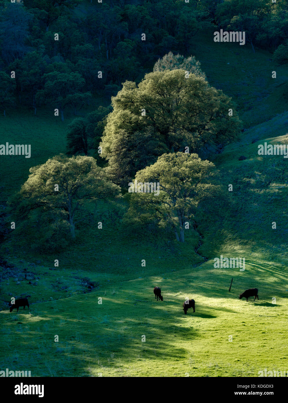 Prairie avec des vaches chêne arbres et nuages. Bear Valley, comté de Californie. Banque D'Images