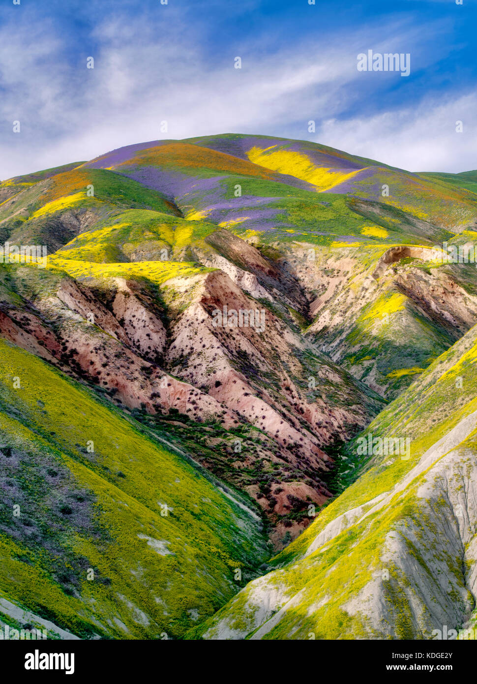 Fleurs sauvages couvrant les collines. Monument national de Carrizo Plain, Californie Banque D'Images