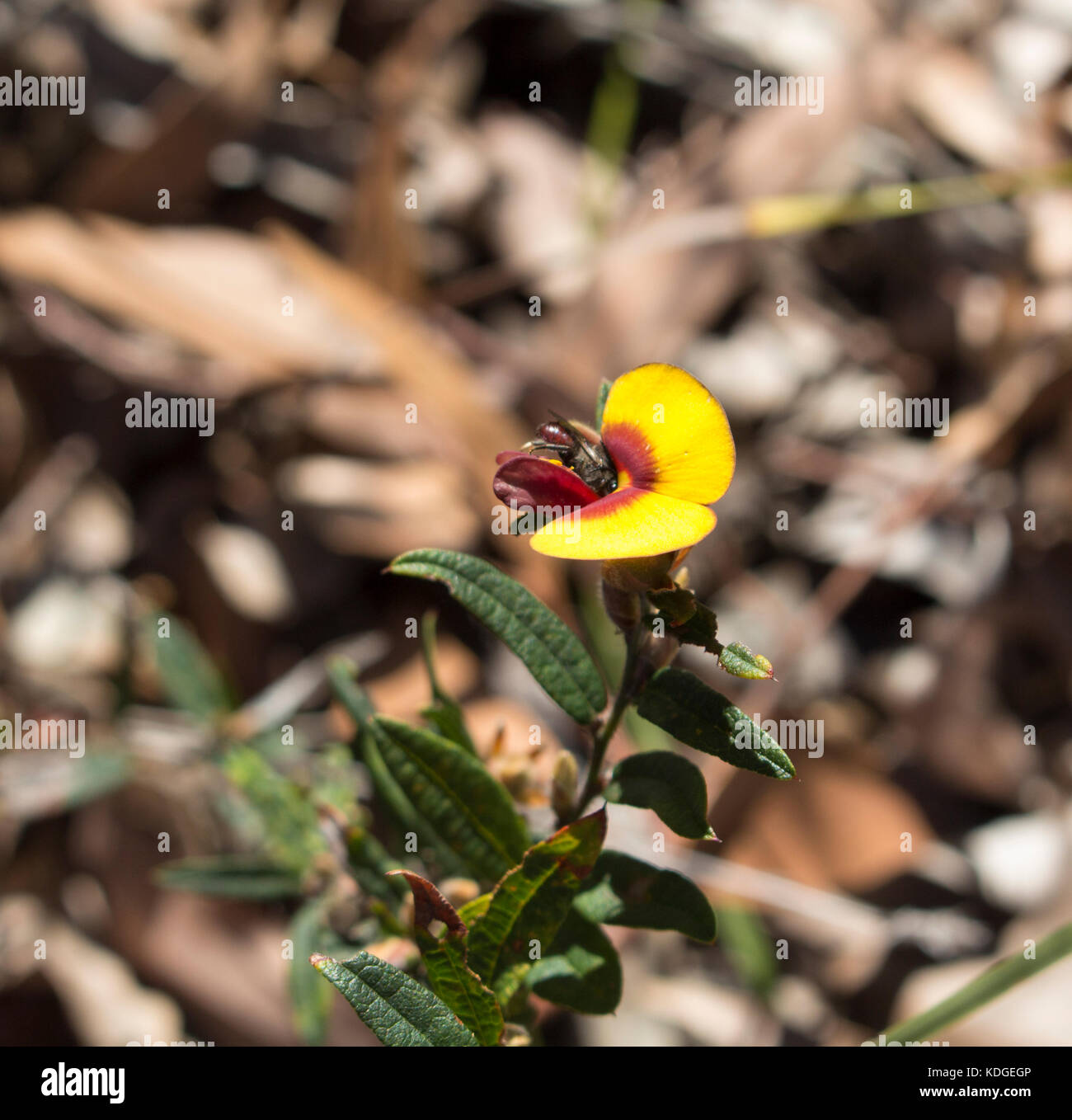 Pultenea pois Bush un genre de plantes à fleurs de la famille Fabaceae-Faboideae native du sud-ouest de l'Australie de l'ouest qui fleurit au printemps . Banque D'Images