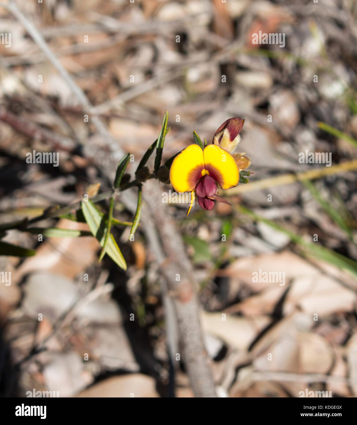 Pultenea pois Bush un rare genre de plantes à fleurs de la famille Fabaceae-Faboideae native du sud-ouest de l'Australie de l'ouest qui fleurit au printemps . Banque D'Images