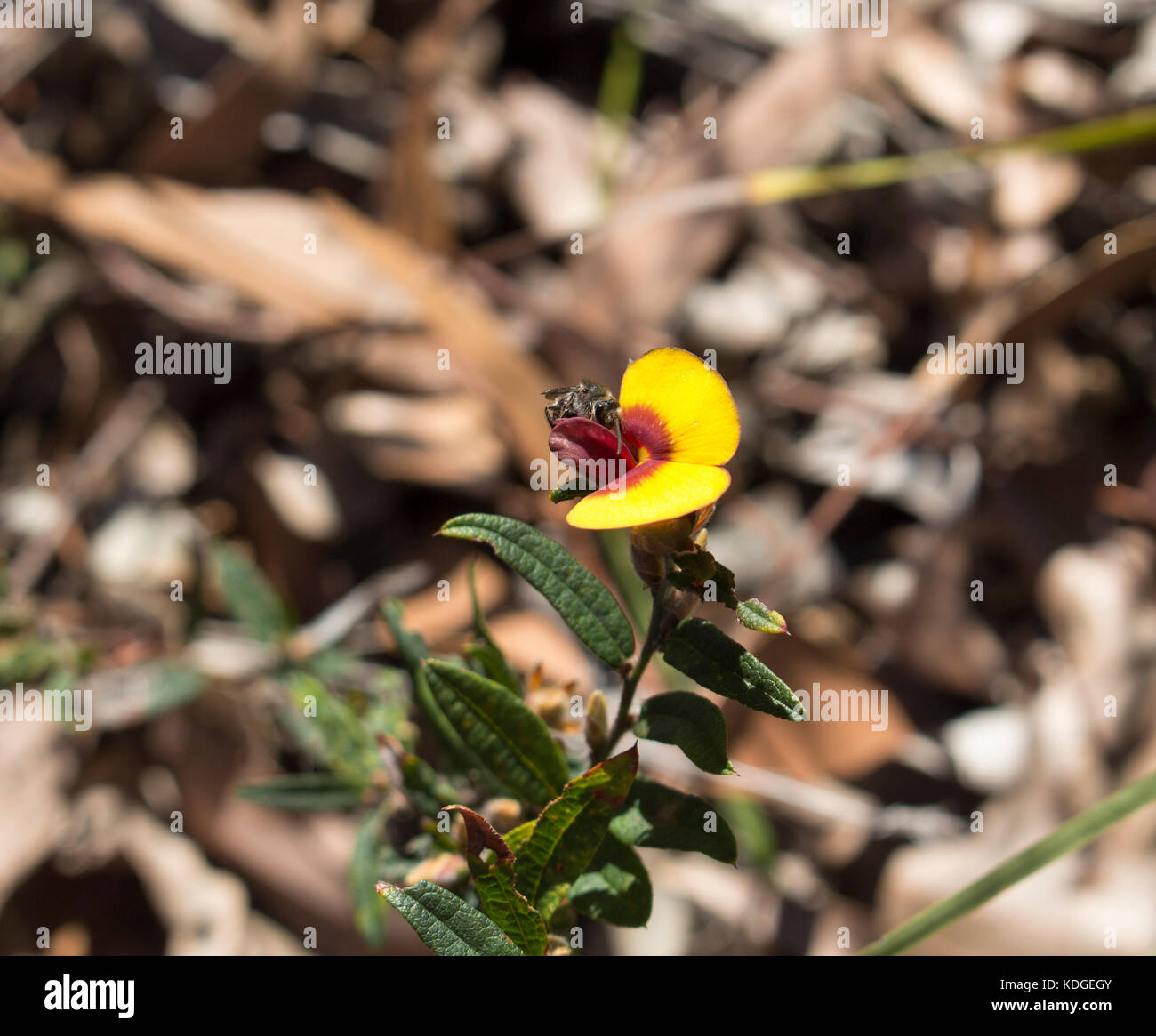 Pultenea pois Bush un rare genre de plantes à fleurs de la famille Fabaceae-Faboideae native du sud-ouest de l'Australie de l'ouest qui fleurit au printemps . Banque D'Images