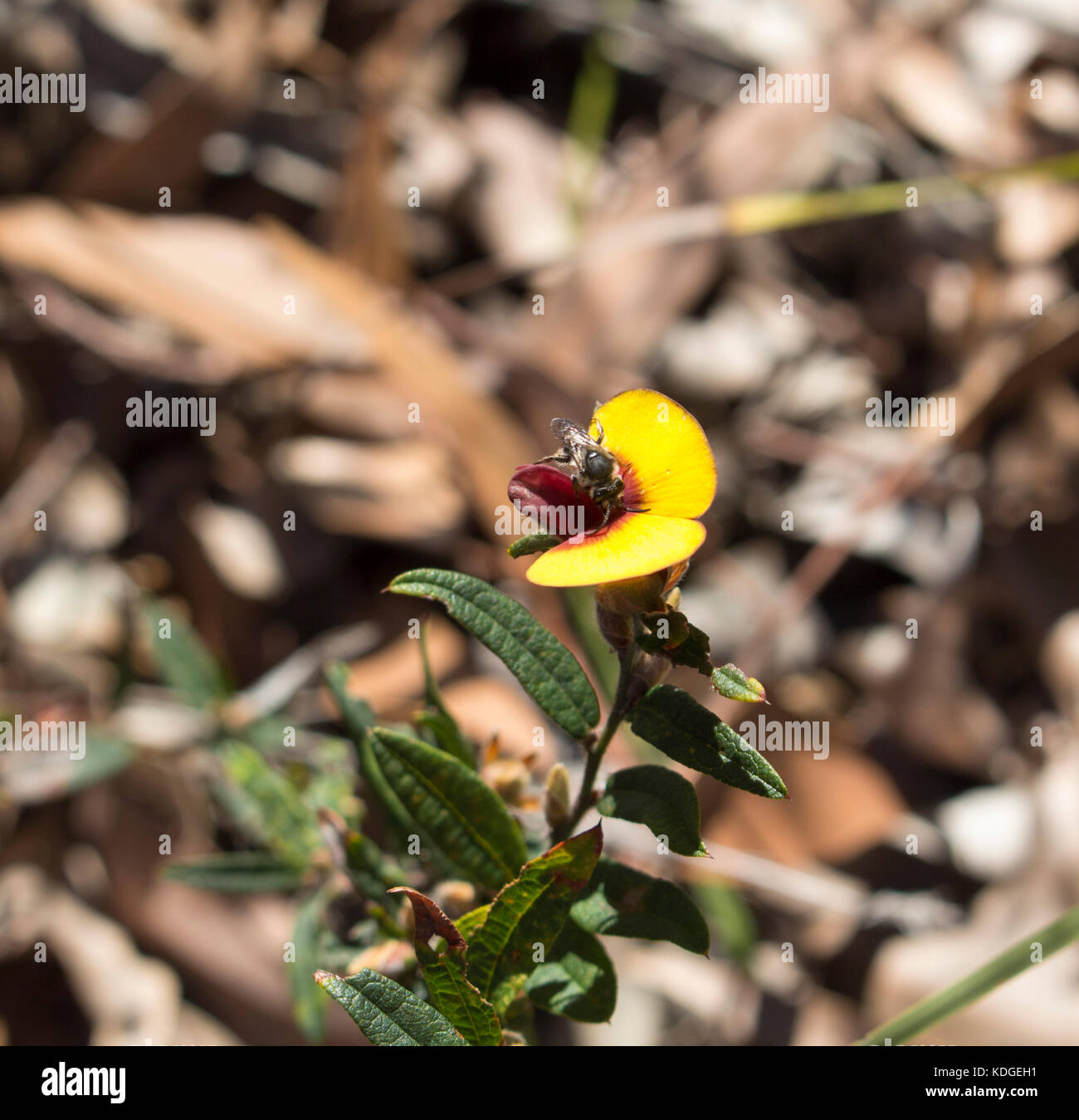 Pultenea pois Bush un rare genre de plantes à fleurs de la famille Fabaceae-Faboideae native du sud-ouest de l'Australie de l'ouest qui fleurit au printemps . Banque D'Images