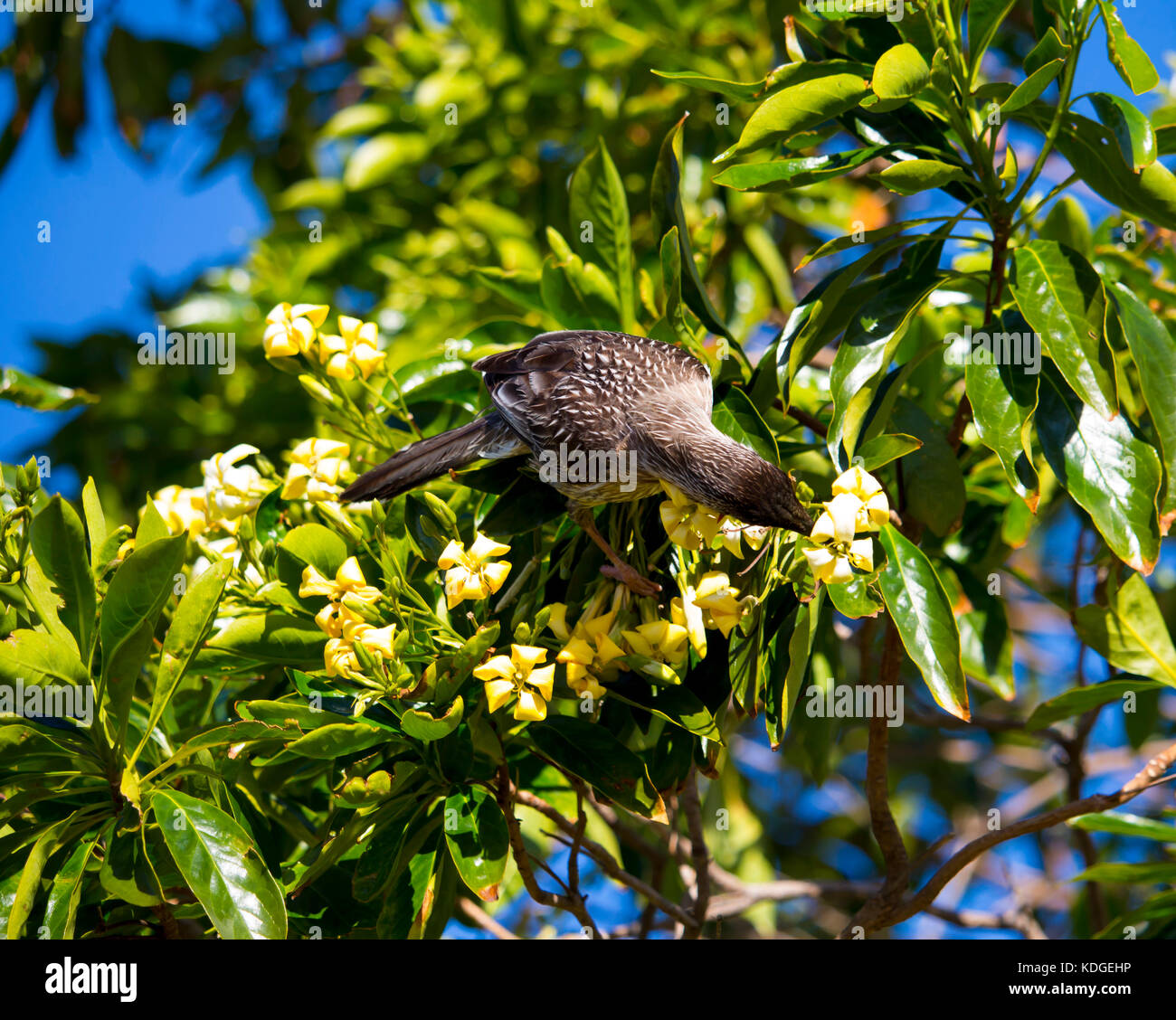Wattlebird Anthochaera carunculata (rouge) Barkingbird Gillbird ,,, le deuxième plus grand en Australie méliphage est perché dans un arbre indigène frangipanni Banque D'Images
