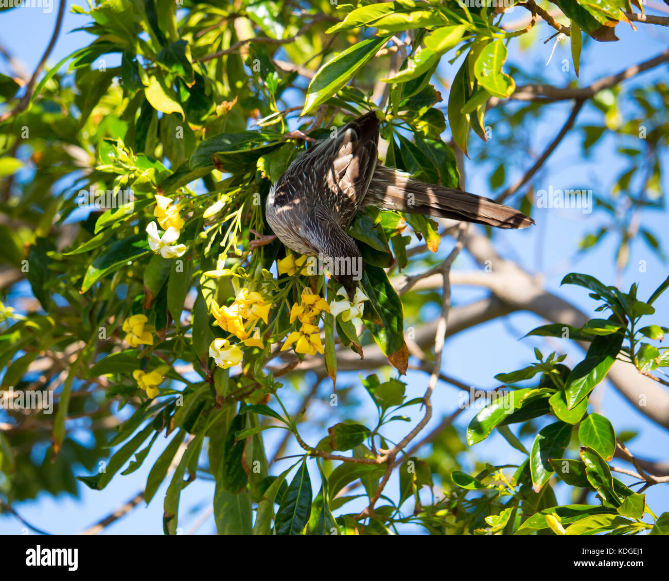 Wattlebird Anthochaera carunculata (rouge) Barkingbird Gillbird ,,, le deuxième plus grand en Australie méliphage est perché dans un arbre indigène frangipanni Banque D'Images