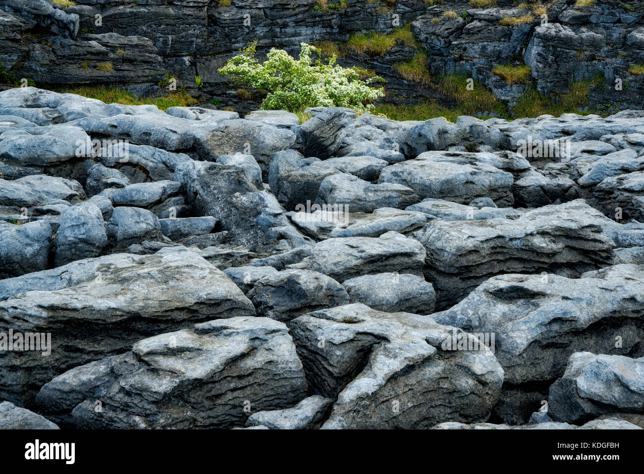 Motifs rocheux karstiques et arbre Hawthorne. The Burren, comté de Clare, Irlande Banque D'Images