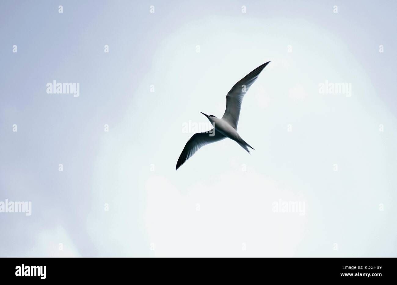 Blanc et gris, sternes, oiseaux de haut vol sur une journée d'hiver. Considéré comme un signe de mauvais temps approchant à Malte. Caractéristiques des plumes Sharp Banque D'Images