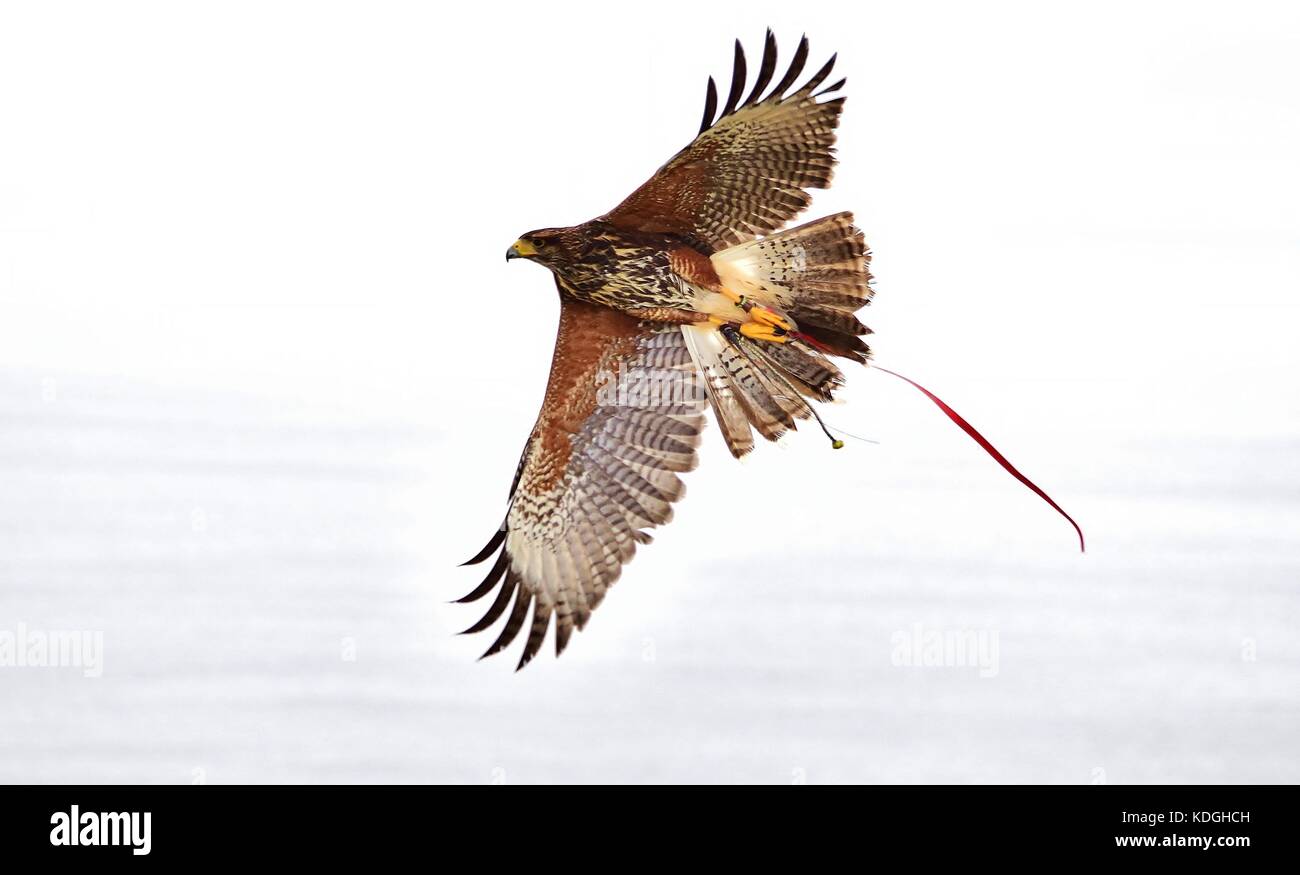 Une captive d'Harris hawk, utilisés en fauconnerie, pris par son falconer pour un vol d'entraînement. Ses ailes déployées, montrant les détails de plumes et de griffes Banque D'Images