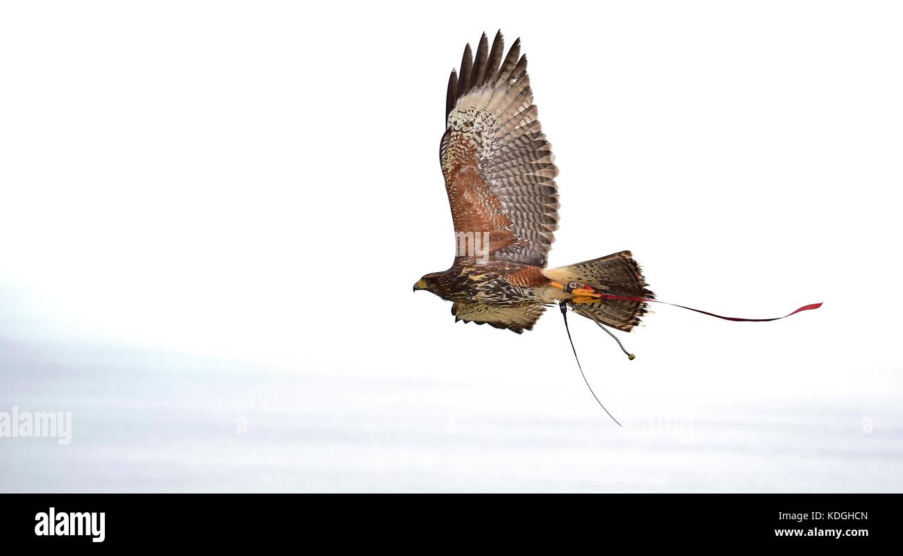 Une captive d'Harris hawk, utilisés en fauconnerie, pris par son falconer pour un vol d'entraînement. Ses ailes déployées, montrant les détails de plumes et de griffes Banque D'Images