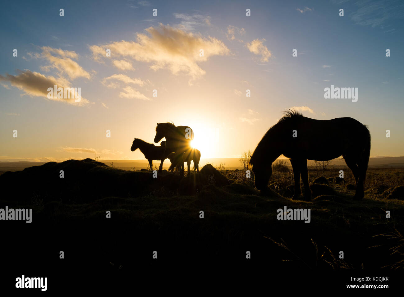Chevaux Islandais dans un champ d'une balle dans l'heure d'or au lever de soleil avec leur rétroéclairage Banque D'Images
