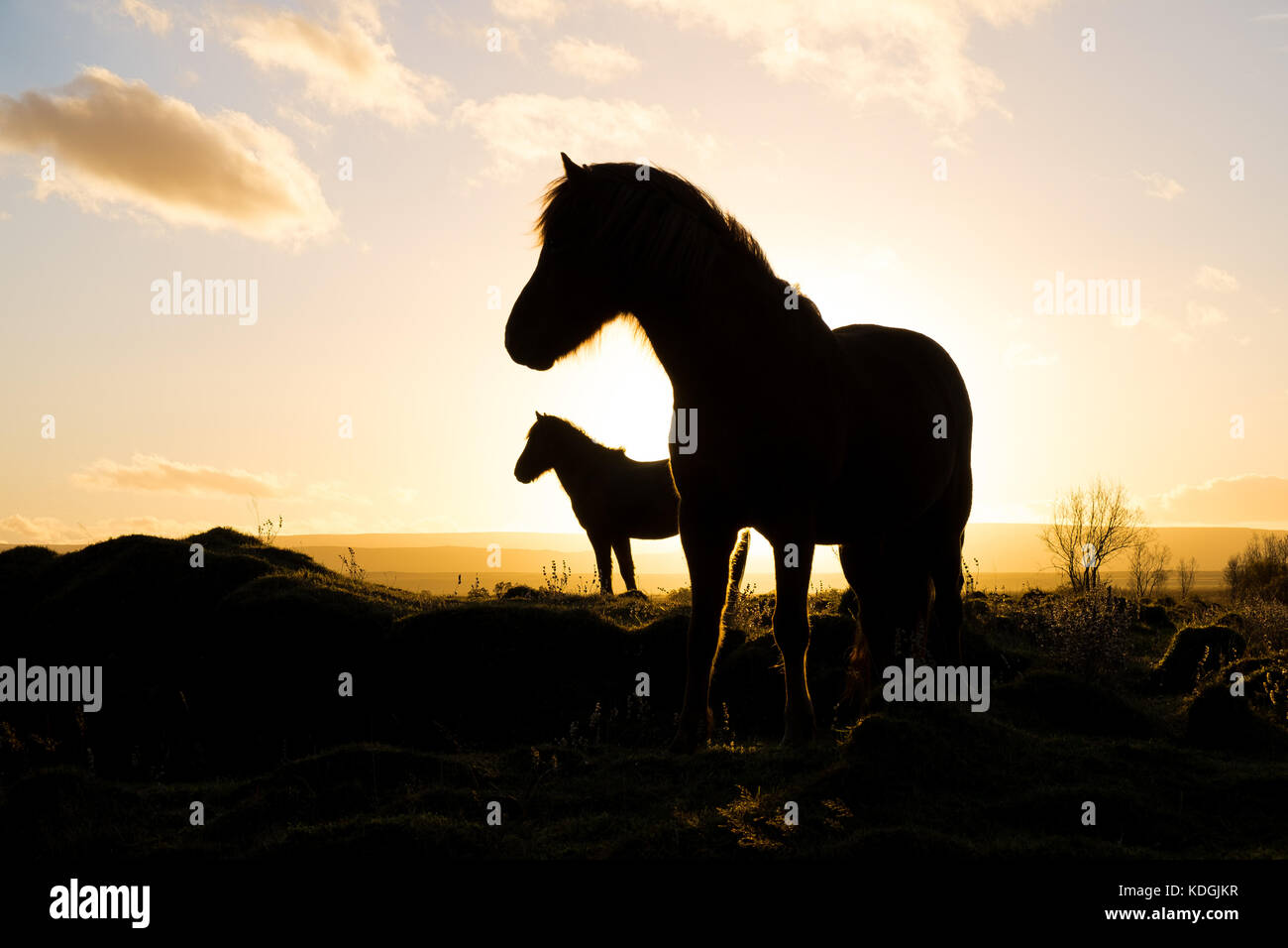 Chevaux Islandais en silhoutte of mountain range at sunset set contre le soleil levant. très calme, se sentir à l'image Banque D'Images