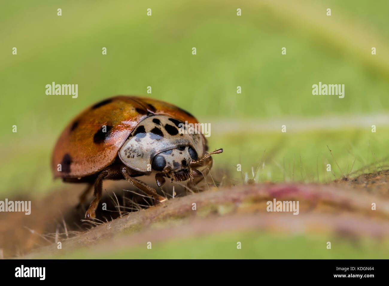 10-spot Ladybird (Adalia decempunctata) ramper sur feuille. Tipperary, Irlande Banque D'Images