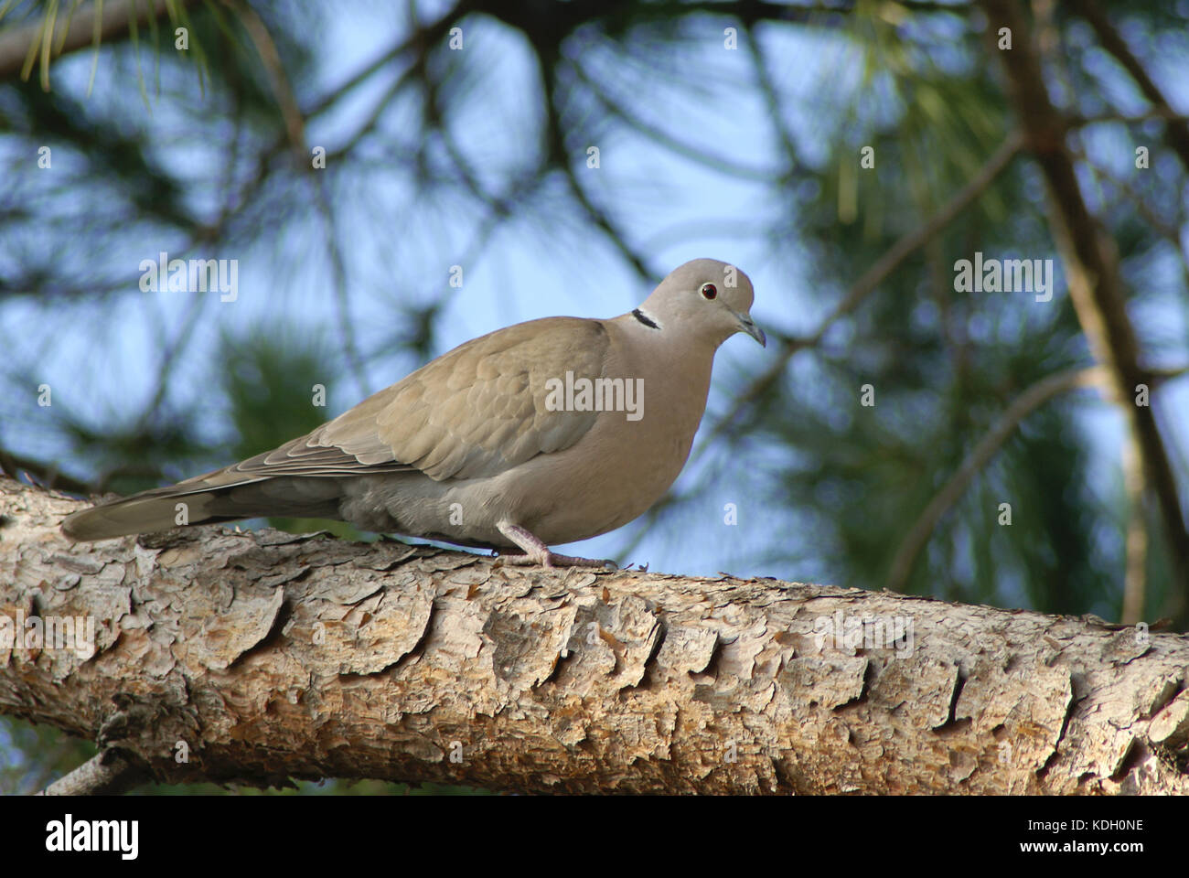 Venturon montagnard dans un pin d'azur emplacement de l'arbre . Banque D'Images