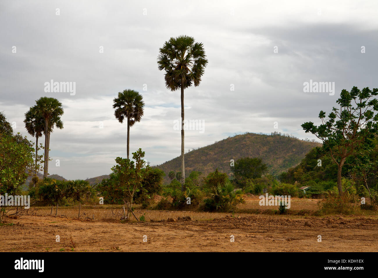 Le sombre paysage de la province de Kampot, Cambodge Banque D'Images
