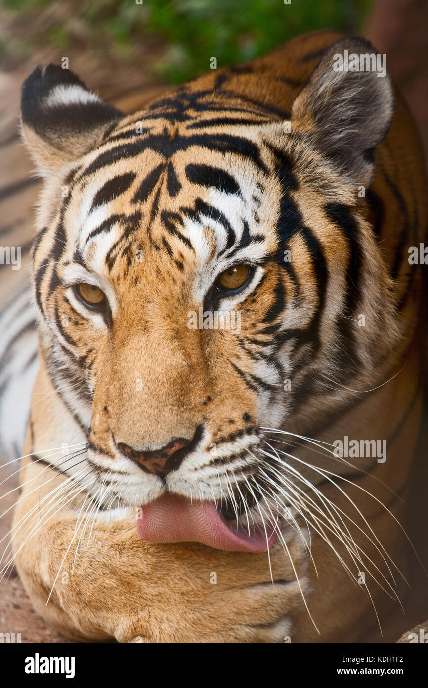 Le tigre se lèche une patte, Close up Banque D'Images