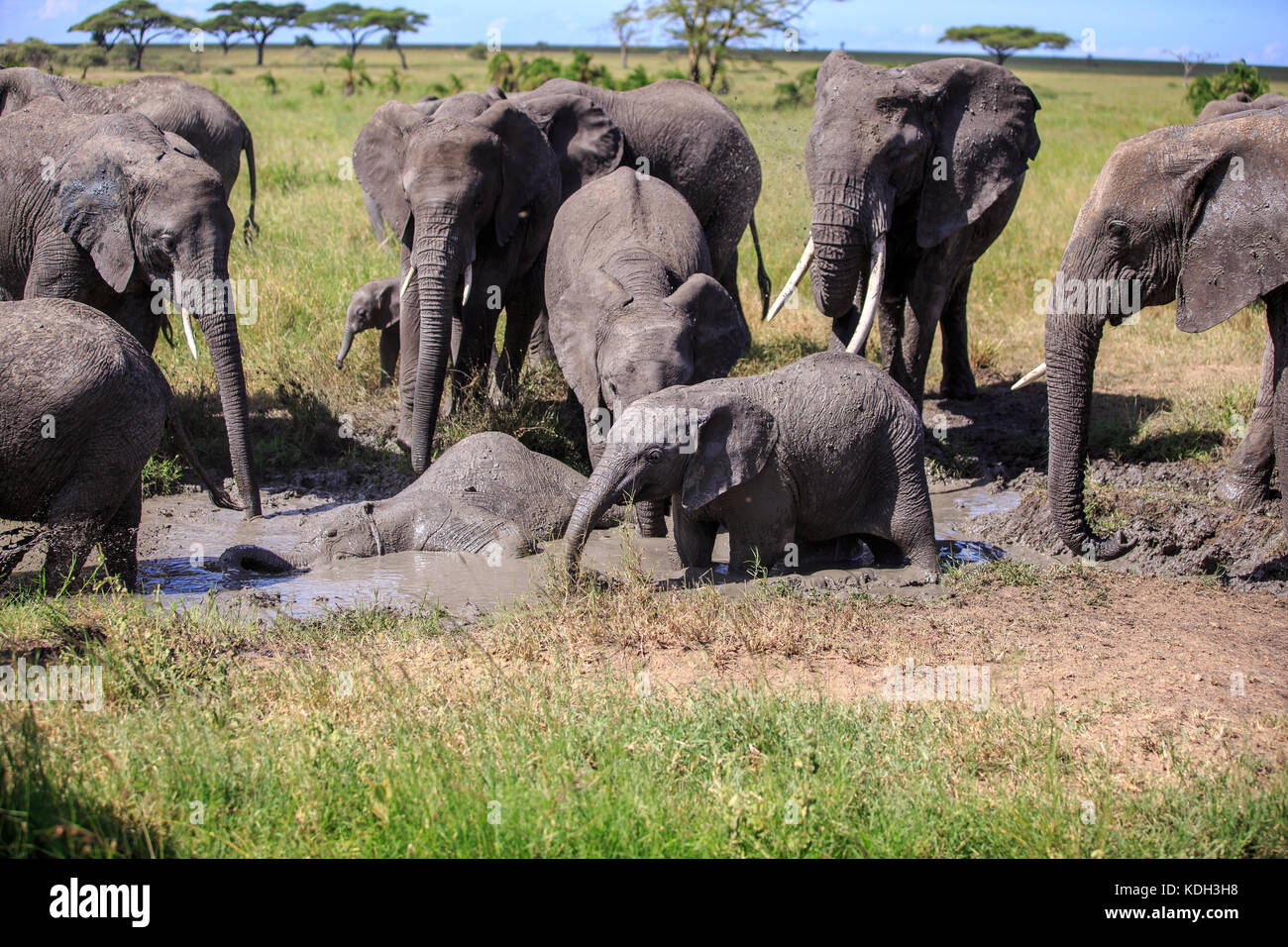 Un éléphant d'Afrique ayant un bain de boue Banque D'Images