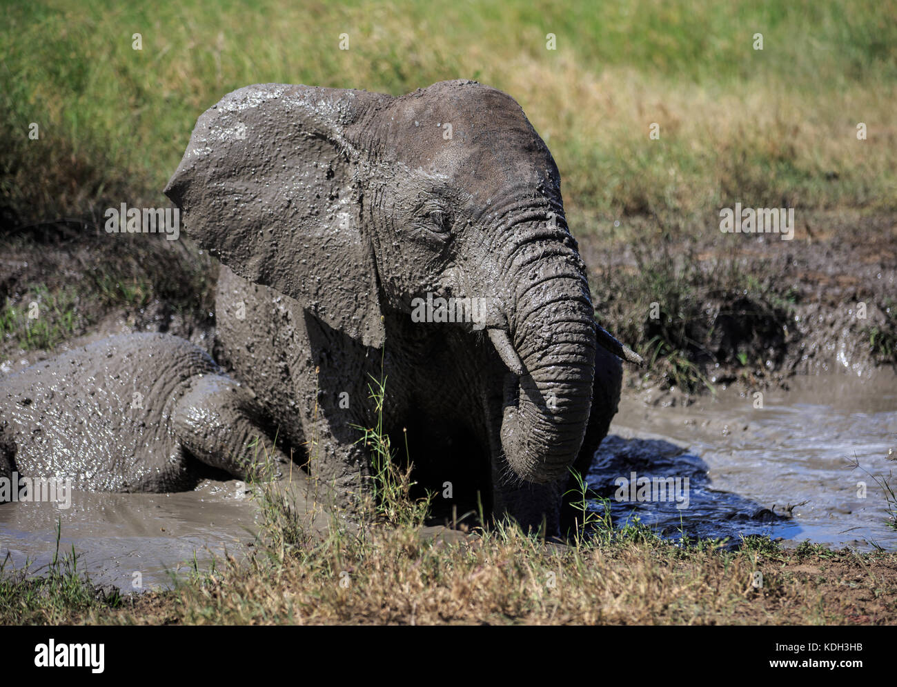 Un éléphant d'Afrique ayant un bain de boue Banque D'Images