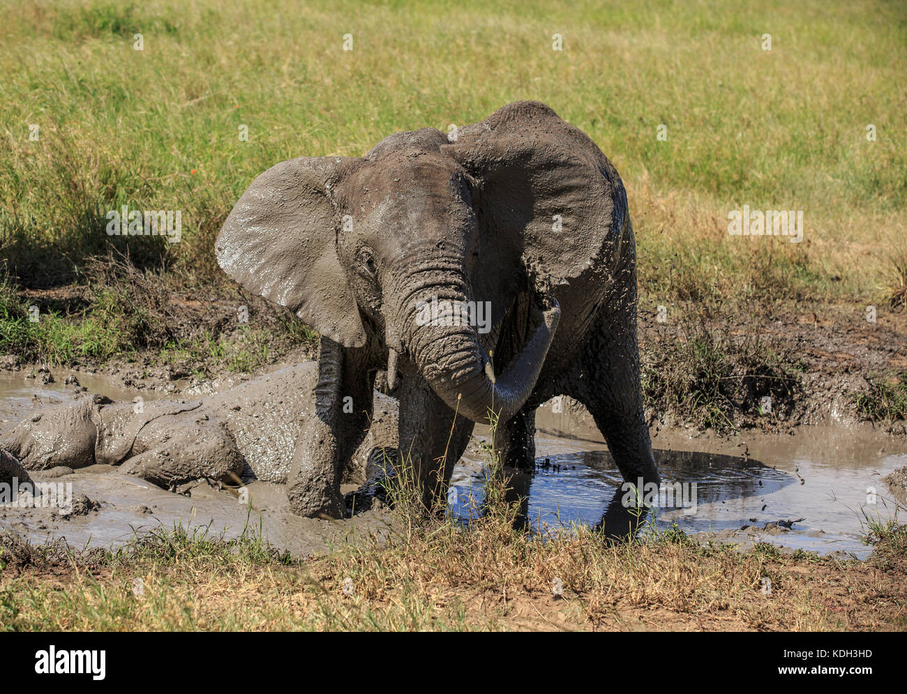 Un éléphant d'Afrique ayant un bain de boue Banque D'Images