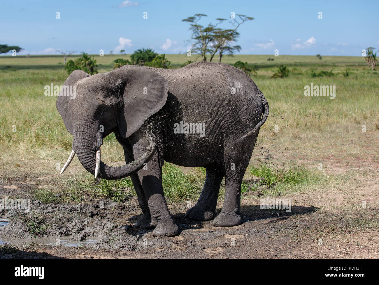 Un éléphant d'Afrique ayant un bain de boue Banque D'Images