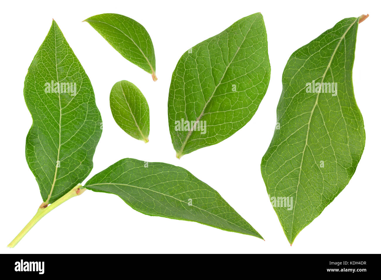 Fruits Blueberry leaf set isolé sur fond blanc Banque D'Images